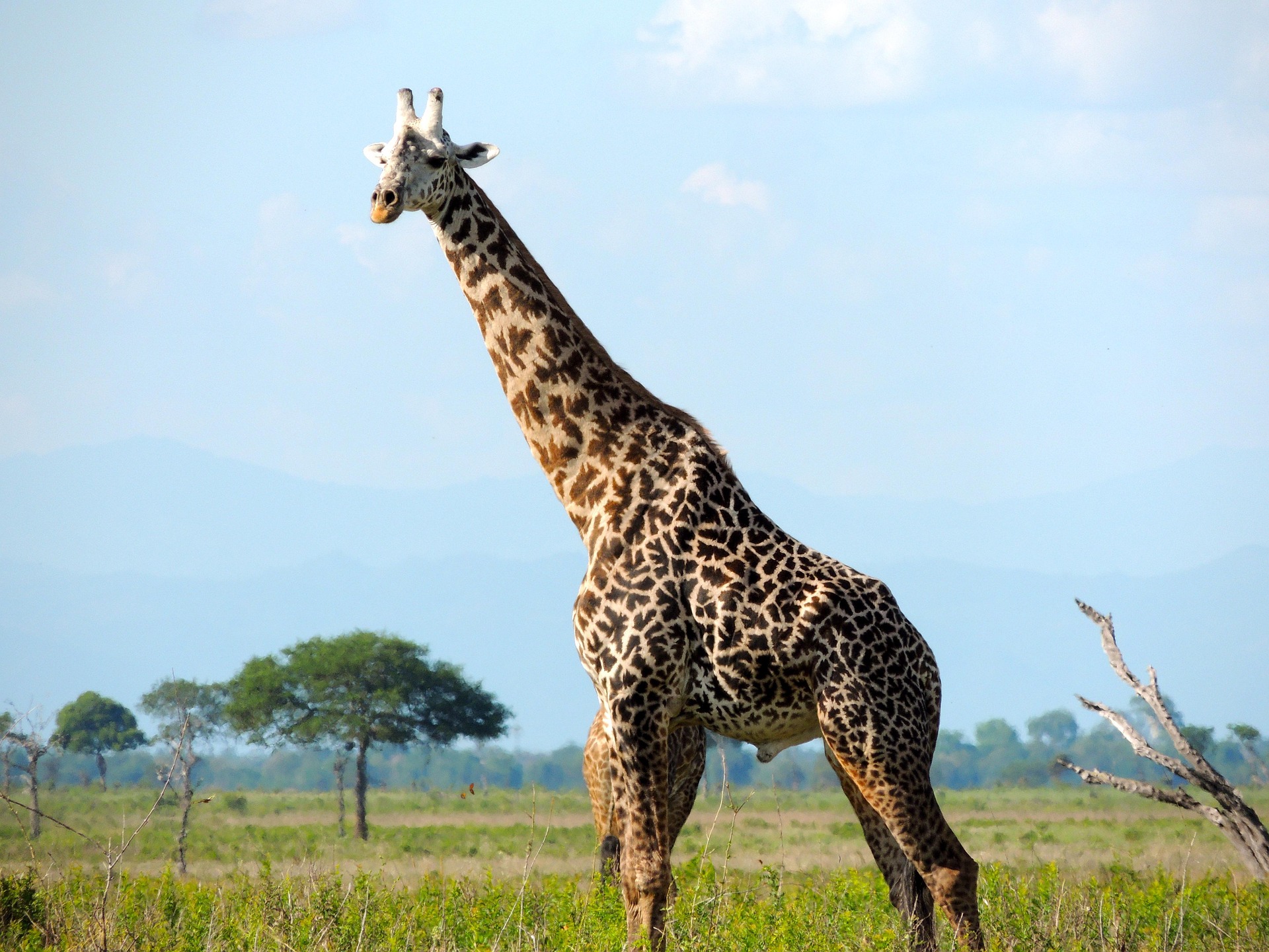 5 Days Tanzania Safari Cost
